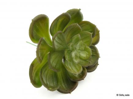 Succulent Pick