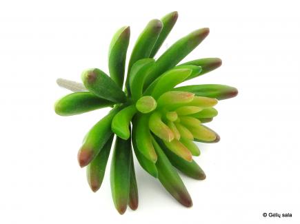 Finger Succulent Pick