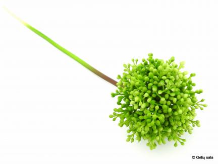 Single Sedum