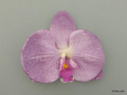 Pelenopsio žiedai t.violetinis