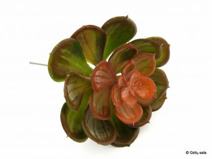 Succulent Pick