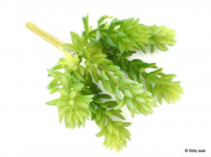 Prickly Succulent Pick x6