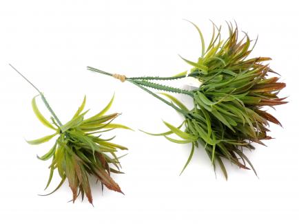 Rosemary Bundle X6