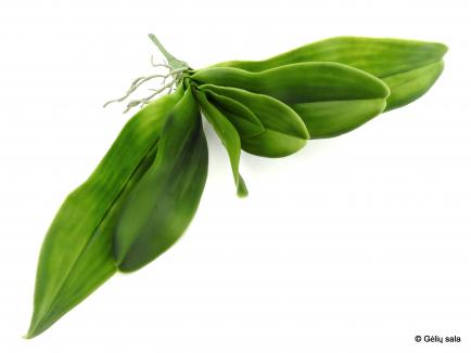 Orchidėjų lapai dideli