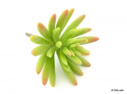 Succulent Pick 