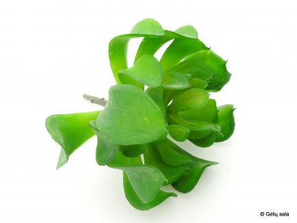 Succulent 