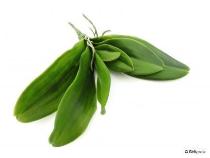 Orchidėjų lapai