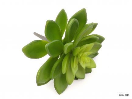 Succulent Pick