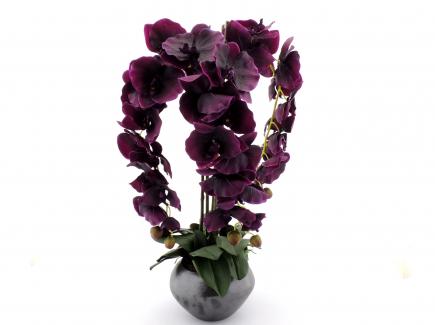 Sodinta orchidėja 3 šakų