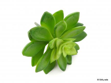 Succulent Pick 