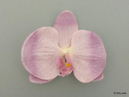 Pelenopsio žiedai šv. violetinė