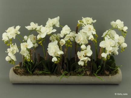 Sodinta orchidėja