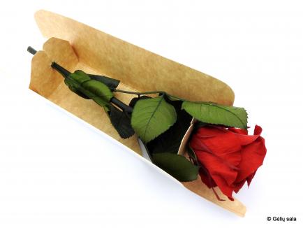 Mieganti rožė RED
