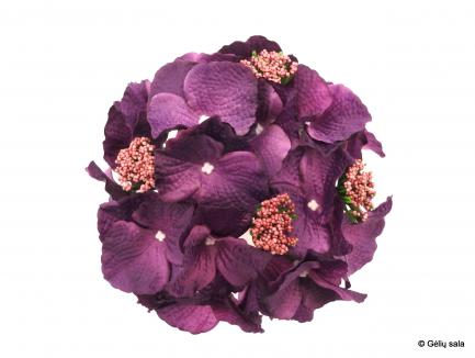 D.G.Hortenzija
