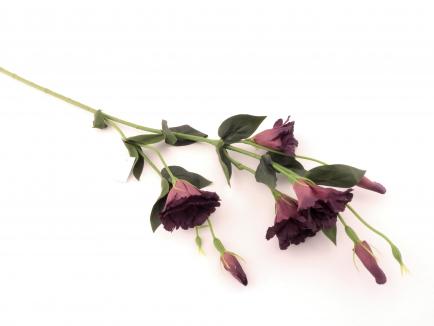 Eustoma cream dark purple