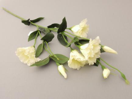 Eustoma cream white